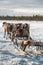 Deers harnessed to the sledges on a sunny winter day. Arkhangelsk region, Russia