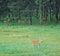 Deers on meadow