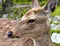 The deers of Miyajima island