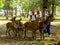 Deers in Nara Park