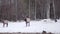 Deers out of the snow woods