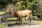 Deers in Parc Omega Canada