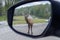 Deers in Parc Omega Canada