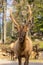 Deers in Parc Omega Canada