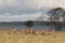 Deers in a park in Denmark Scandinavia