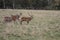 Deers in a park in Denmark Scandinavia