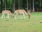 deers in a park at summer