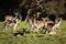 Deers at Phoenix Park. Dublin. Ireland