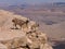 Deers at Ramon Crater (Makhtesh), Israel