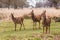 Deers roaming free in the outdoors park