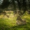 Deers roaming free in the outdoors park