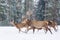 Deers running in snow against winter forest. Wildlife winter seasonal landscape. Deer - cervus elaphus