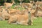 Deers sitting on the glass.