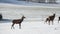 Deers in the snow. Deers and deerskin walking on the snow