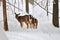 Deers in the snowy mountain