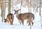 Deers in the snowy mountain