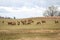 Deers standing on a countryside farming field on a warm cloudy spring day