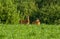 Deers standing on a meadows