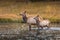 Deers standing in middle of river