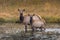 Deers standing in middle of river