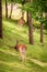 Deers in sunny forest in summer, Poland