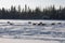 Deers in swedish Lapland