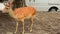 Deers at Todai-ji Temple at Nara located in the Kansai region of Japan.