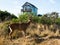 Deers walking in a residential neighborhood of Ocean Shores