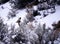 Deers in Winter in Yellowstone National Park, Wyoming. Northwest. White tailed deers. Yellowstone is a winter wonderland