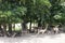 Deers in zoo and Ecotourism attraction garden park in Nong Yai Royal Development Initiative Projects and Kaem Ling Regulating