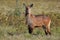 Defassa waterbuck