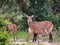 Defassa waterbuck kobus ellipsiprymnus defassa or antÃ­lope acuÃ¡tico, Murchison Falls National Park,Uganda