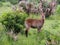 Defassa waterbuck kobus ellipsiprymnus defassa or antÃ­lope acuÃ¡tico, Murchison Falls National Park,Uganda