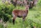 Defassa waterbuck kobus ellipsiprymnus defassa or antÃ­lope acuÃ¡tico, Murchison Falls National Park,Uganda