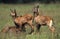 Defassa Waterbuck, kobus ellipsiprymnus defassa, Cub, Masai Mara Park in Kenya