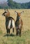 Defassa Waterbuck, kobus ellipsiprymnus defassa, Females, Masai Mara Park in Kenya