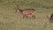 Defassa Waterbuck, kobus ellipsiprymnus defassa, Male eating Grass, Nakuru Park in Kenya,