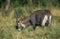 Defassa Waterbuck, kobus ellipsiprymnus defassa, Male eating Long Grass, Masai Mara Park in Kenya