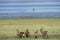 Defassa Waterbuck, kobus ellipsiprymnus defassa, Male with its Harem, Masai Mara Park in Kenya