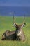 Defassa Waterbuck, kobus ellipsiprymnus defassa, Male resting, Masai Mara Park in Kenya