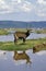 Defassa Waterbuck, kobus ellipsiprymnus defassa, Male standing in Swamp, Kenya