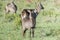 Defassa Waterbuck Kobus ellipsiprymnus Standing with Herd on the Serengeti