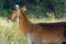 Defassa waterbuck, Lake Nakuru National Park, Kenya