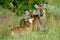 Defassa waterbucks, Maasai Mara Game Reserve, Kenya