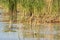 Defatil of Reeds at Lake Balaton
