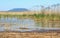 Defatil of Reeds at Lake Balaton