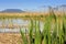 Defatil of Reeds at Lake Balaton