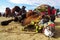 A defeated camel lying down on the ground of wrestling arena at Selcuk, Izmir