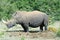 Defecating Rhinoceros