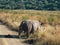 Defecating white rhinoceros in the Pilanesberg NP in South Africa